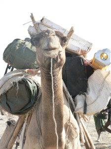 Camel laden with GPS equipment returning from Gabho to Barantu