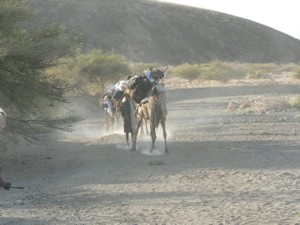 Camels carrying equipment around flanks of Dabbahu
