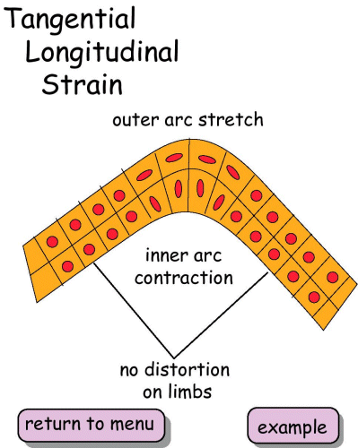 Tangential Longitudinal Strain