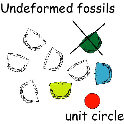 undeformed fossils