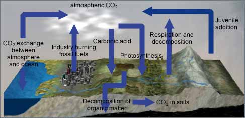 The carbon cycle
