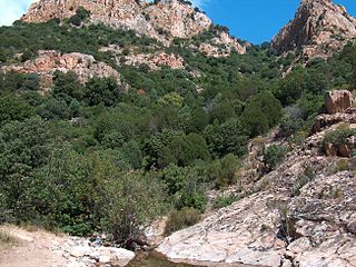 Hillside Riparian forest and mediterranean shrubland vegetation, on Monte Arcosu, Sardinia