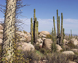 Baja Califronia Desert, Mexico