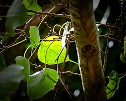 Light shines through the Bo leaf on the Bo tree (Ficus religiosa). This tree is sacred to both the Hindu and Buddhist religions. The leaves have a distinctively long drip tip.