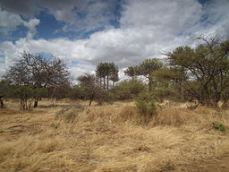 Savanna in Tanzania