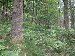 Temperate broadleaf and mixed forest, Mischwald