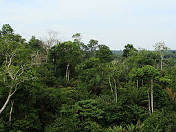 Tropical rainforest canopy in Manaus, Brazil