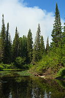 Taiga, Vuya-Yany River