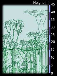 Tree heights in a tropical rainforest