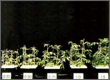 Plant response to nutrients in the soil