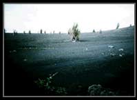 Xerosere development, sugar cane