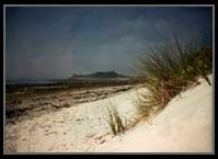 Psammosere development, marram grass 