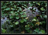 Waterbased seres: Hydrosere development, water lillies