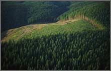 Climax boreal forest