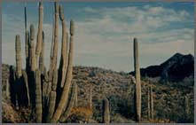Climax desert community