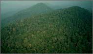 From the managed forests of the tropics