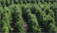 there are vegetation sequences governed and grown to the desires of society