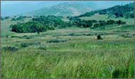 Once left alone it would be invaded by additional plant species and start to return to its natural seral development