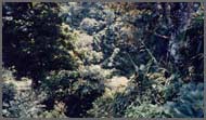 until, eventually, shrubs and tree seedlings would become established
