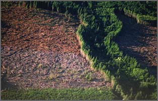 Deforested land