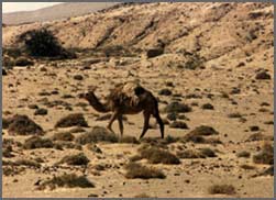 Camel in desert