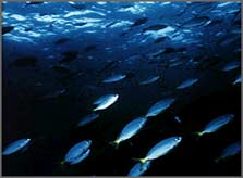 Herd and shoal behaviour