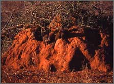 Termite mound