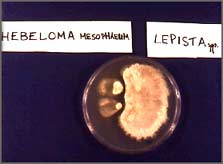 The inibitory effect: the Lepista bactrium releases a chemical which inhibits the growth of the Hebeloma bactrium
