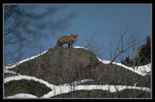 Boreal ecosystem