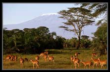 Savanna ecosystem