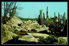 Desert ecosystem