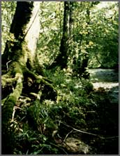 Forest floor and active surface