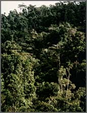 View of forest canopy