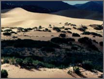 A microhabitat within a desert