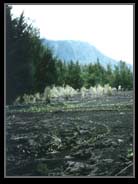 Casuarina woodland development