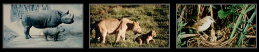 Animals that reproduce sexually