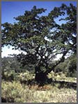 Fig trees are keystone species in some tropical rain forests