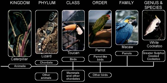 Taxonomic classification - the example of the White Cockatoo
