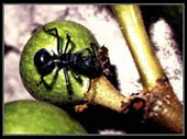 Fig being eaten by an ant