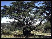 Fig trees