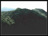 Forest from the air