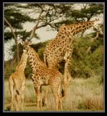 Giraffes