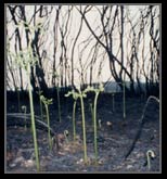 Seedlings