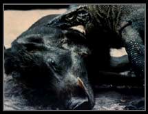 Komodo dragons