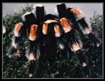 Tarantula