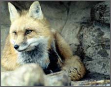 A fox