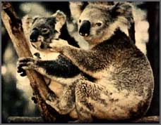Koala