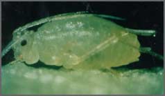 psyllid plant bug