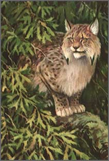 The lynx