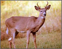 A deer